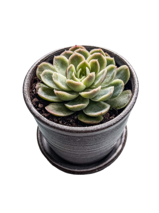 Planter with Succulent